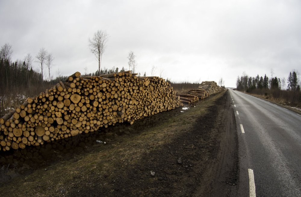 ”Когда у ответственных за вырубки эстонского леса людей проснется совесть?” Объясняем на примере Нарва-Йыэсуу