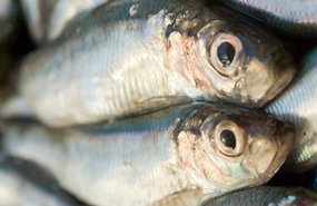 Эстония экспортирует 85% своей рыбной продукции