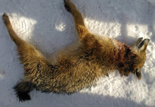 В Ляэнемаа поймали неизвестное животное: эстонская чупакабра — кто это?