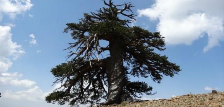 Найдено самое старое дерево Европы