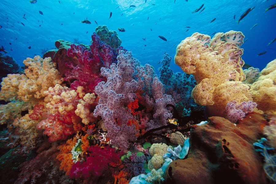 Картинки по запросу коралловый риф